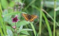 Boloria eunomia, the bog fritillary or ocellate bog fritillary butterfly of the family Nymphalidae Royalty Free Stock Photo