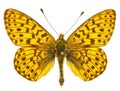 Boloria euphrosyne