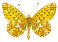 Boloria euphrosyne