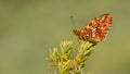 Boloria euphrosyne 195