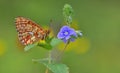 Boloria euphrosyne 29