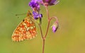 Boloria euphrosyne 152