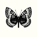 Boloria frigga, the Frigga fritillary, ,butterfly front view, hand drawn gravure style