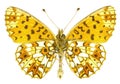 Boloria selene Royalty Free Stock Photo