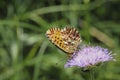 Boloria titania, the Titania`s fritillary or purple bog fritillary, is a butterfly of the subfamily Heliconiinae of the family Royalty Free Stock Photo