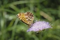 Boloria titania, the Titania`s fritillary or purple bog fritillary, is a butterfly of the subfamily Heliconiinae of the family