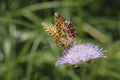 Boloria titania, the Titania`s fritillary or purple bog fritillary, is a butterfly of the subfamily Heliconiinae of the family Royalty Free Stock Photo