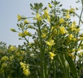 Bolted Broccoli in Bloom