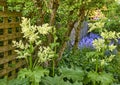 Bolted rhubarb plants flowering in a green and quiet backyard with bright bluebells and white bolting leafy vegetables Royalty Free Stock Photo
