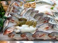 Bolty fish super, loot fish and shrimp Royalty Free Stock Photo