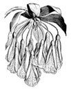 Bomarea, Oligantha, flower, sepal, petal, funnel vintage illustration