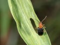 Bombardier beetle with black wing walking on green leaf in garden