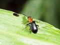 Bombardier beetle with black wing walking on green leaf in garden