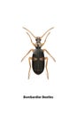 Bombardier beetle vector on a white background