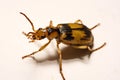 Bombardier beetles on a smooth background. Royalty Free Stock Photo