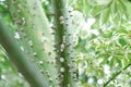 Bombax anceps Pierre, nBombacaceae,Bombax ceiba Linn or BOMBACACEAE or silk floss tree or Bombax ceiba L cultv variegata