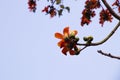 Bombax ceiba bloom in bangladesh Royalty Free Stock Photo