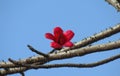 Bombax ceiba flower,Beautiful flower on the tree,red flower on the tree,thorn tree,red flower against blue sky. Royalty Free Stock Photo