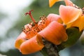 Bombax ceiba flowers blooming in the trees Royalty Free Stock Photo
