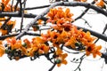 Bombax ceiba flowers blooming in the trees