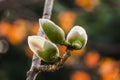 Bombax ceiba flowers blooming in the trees Royalty Free Stock Photo