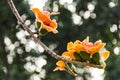 Bombax ceiba flowers blooming in the trees Royalty Free Stock Photo
