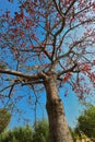 Bombax ceiba malabaricum Silk cotton tree on way to Wai Royalty Free Stock Photo