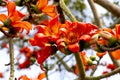 Bombax ceiba(Shimul ful) bloom in spring Royalty Free Stock Photo