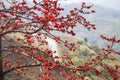 Bombax ceiba tree with red flower