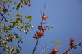 Bombax ceiba tree