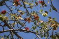 Bombax ceiba tree