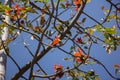 Bombax ceiba tree