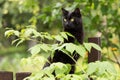 Bombay black cat with attentive look in garden with green plants and leaves Royalty Free Stock Photo