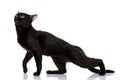 Bombay Black Cat bent a puma Royalty Free Stock Photo