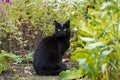 Bombay black cat in garden with flowers. Outdoors, nature