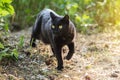 Bombay black cat hunt outdoors in nature Royalty Free Stock Photo