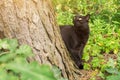 Bombay black cat outdoors in green grass in nature in forest Royalty Free Stock Photo