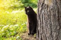 Bombay black cat outdoors in green grass in nature in spring Royalty Free Stock Photo