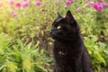 Bombay black cat portrait in garden with flowers. Outdoors, nature Royalty Free Stock Photo