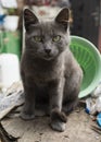 Bombay black cat portrait with green eyes and attentive look in green grass in nature in garden Royalty Free Stock Photo