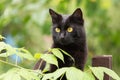 Bombay black cat portrait with yellow eyes and attentive look outdoors in spring, summer garden Royalty Free Stock Photo