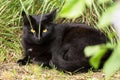 Bombay black cat portrait with yellow eyes lie outdoors in green grass in garden