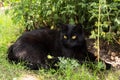 Bombay black cat portrait with yellow eyes lie outdoors in green grass in summer garden in nature in sun light Royalty Free Stock Photo