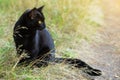 Bombay black cat in profile with yellow eyes in nature.