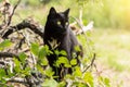 Bombay black cat in profile with yellow eyes outdoors in sunlight in nature, copyspace Royalty Free Stock Photo