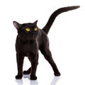 Bombay black cat on a white background