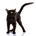 Bombay black cat on a white background Royalty Free Stock Photo