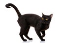 Bombay black cat on a white background Royalty Free Stock Photo