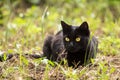 Bombay black cat hunting in green grass in nature