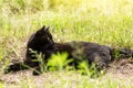 Bombay black cat with yellow eyes lie outdoors in green grass in spring summer nature in sunlight Royalty Free Stock Photo